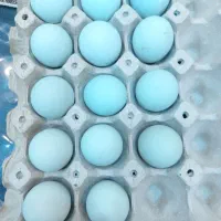 تخم مرغ زینتی آراکانا آبی و مرغ کرک