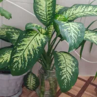 گل های زیبا و سرحال