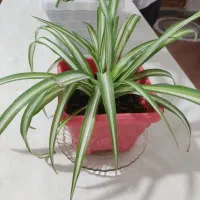 چند عدد گل|گل و گیاه طبیعی|کرمانشاه, |دیوار