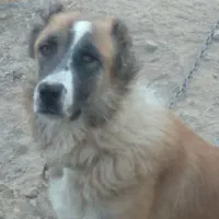 واگذاری ۲تاسگ یه سرابی ویه خراسانی