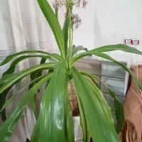 گل مادر|گل و گیاه طبیعی|شیراز, محراب|دیوار