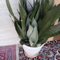 گل سانسوریا مهتابی سبز پاکوتاه متوسط|گل و گیاه طبیعی|سنگر, |دیوار