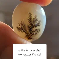 نگین شجر قایین طبیعی ، کارگاه شجر تراشی