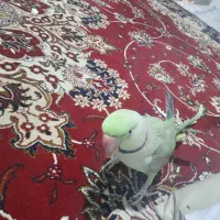 گمشده، طوطی اسکندر