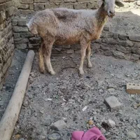 گوسفند خونی