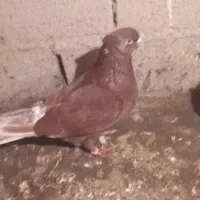 کفتر سرخ|پرنده|دلند, |دیوار