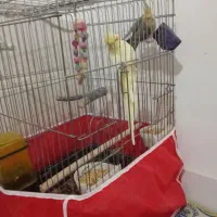عروس هلندی