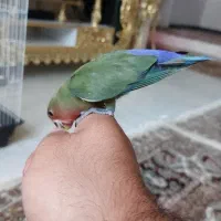 برزیلی دستی