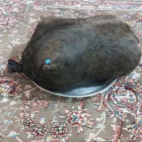 هیزه نهصد هزار تومان|ظروف نگهدارنده، پلاستیکی، یک‌بارمصرف|کوهدشت, |دیوار