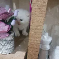 واگذاری بچه گربه های پرشین|گربه|آبادان, |دیوار