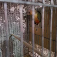 جفت گرینچیک