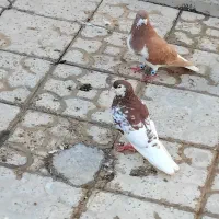 کبوتر