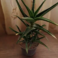 گل آپارتمانی همراه باجوانه های فراوان|گل و گیاه طبیعی|سبزوار, فیاض|دیوار