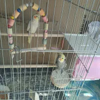 عروس هلندی نر و ماده باتمام وسایل