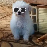 توله سگ شیتزو تریر|سگ|قزوین, |دیوار