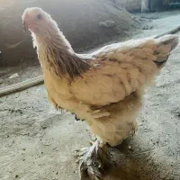 مرغ نژاد اصیل براهما بلو لایت ۶ ماه و نیم|حیوانات مزرعه|بانه, |دیوار