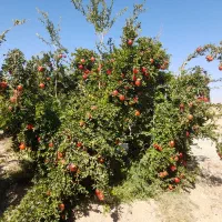 اجاره میوه باغ انار