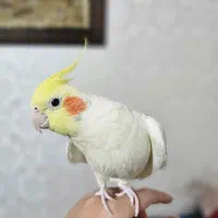 عروس هلندی سخنگو