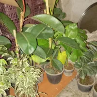 گل حراجی|گل و گیاه طبیعی|نیشابور, شهید بهشتی|دیوار