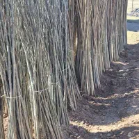 فروش ویژه قلمه اصلاح شده به قیمت تعاونی