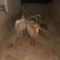 میش
