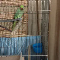 طوطی ملنگو ۲/۵ساله ماده بسیار سالم وخونگرم|پرنده|ری, ملک‌آباد|دیوار