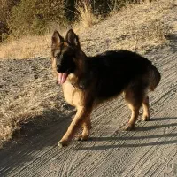 سگ ژرمن|سگ|کرج, گوهردشت|دیوار