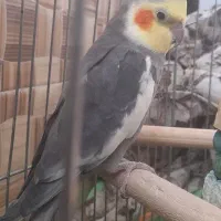 یک جفت عروس هلندی|پرنده|باغ بهادران, |دیوار