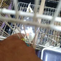 عروس هلندی|پرنده|کرج, شهرک فهمیده|دیوار