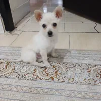 پامر روباهی