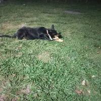 واگذاری‌سگ‌دوبرمن|سگ|سنگر, |دیوار