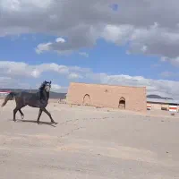 اسب|اسب و تجهیزات اسب‌سواری|بروجن, |دیوار