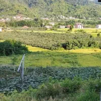 زمین باغ کیوی|فروش زمین و ملک کلنگی|ویلکیج, |دیوار