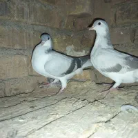 بد رنگ سوسنی و کبود|پرنده|اشتهارد, |دیوار