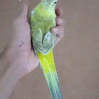 یک عدد طوطی اوازه خوان نر جوان آماده دستی و ...|پرنده|ابهر, |دیوار