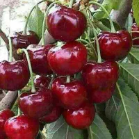 فروش نهال آلبالو مجاری رویال نهال