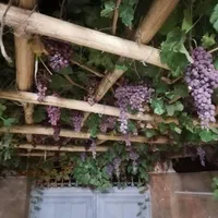 خونه ویلایی دوبلکس،دربست،ایوان،تراس در نیاسر کاشان|اجارهٔ کوتاهمدت ویلا و باغ|کاشان, معلم|دیوار