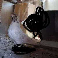 کبوتر نر گمشده در فارسان