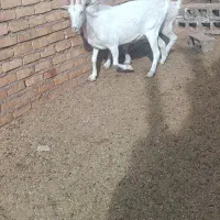 بز سانن اصیل وپرشیر چندقلو زا|حیوانات مزرعه|پائین جام, |دیوار