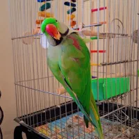 شاه طوطی نر بالغ کاملا آرام سخنگو باهوش بالا