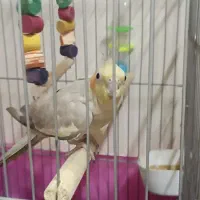 عروس هلندی|پرنده|تهران, ابوذر|دیوار