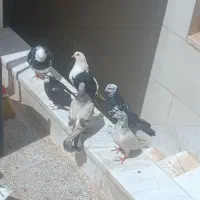 ۱۵ تا کفتر خوب