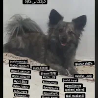 گمشده شهرک کشاورزی ده بومهن