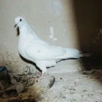 5تا کفتر|پرنده|سمنان, |دیوار