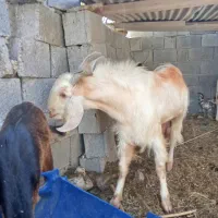 سلام یک عدد پازن نر مست بفروش میرسد قیمت 16/900|حیوانات مزرعه|برازجان, |دیوار