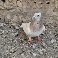 کبوتر|پرنده|نیشابور, شریعتی|دیوار