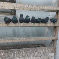 کبوتر دم سفید|پرنده|رشت, جانبازان|دیوار