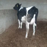 گاو تلیسه|حیوانات مزرعه|مرودشت, رودبال|دیوار