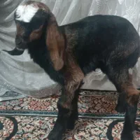 بزغاله شیری