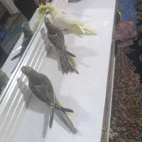 جوجه عروس ۳ماه نژاد سخنگو|پرنده|کرمان, |دیوار